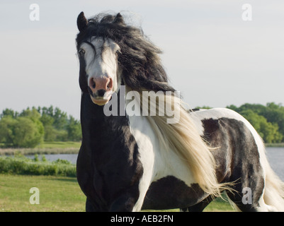 Gypsy Vanner Horse stallion Banque D'Images