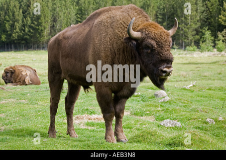 European bison Bison bonasus Highland Wildlife Park Scotland UK Banque D'Images