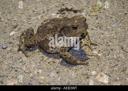 Un énorme toad posant sur le sol la nuit capturées à Hvaler Norvège Juin 2007 Herføl Banque D'Images