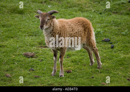 Moutons Soay Ovis aries aries soay Highland Wildlife Park Scotland UK est originaire de St Kilda à Outer Hebrides Banque D'Images
