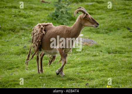 Moutons Soay Ovis aries aries effusion de soay fleece Highland Wildlife Park Scotland UK Banque D'Images