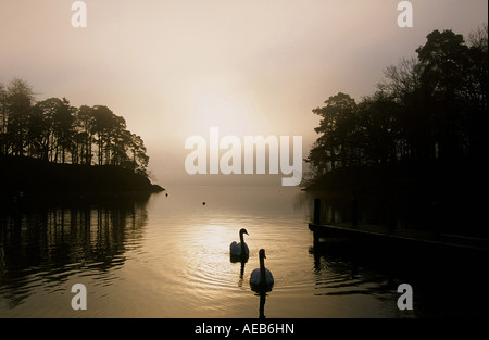 Les Cygnes tuberculés sur Windermere sur un hivers brumeux matin, Parc National de Lake District, UK Banque D'Images