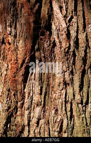 Gros plan sur la Bark de l'arbre de Yew commun (Taxus baccata) à la fin de l'été Banque D'Images