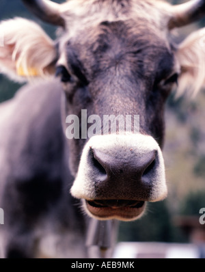 Close up frontal d'un visage de vache dans les Alpes, le Tyrol du Sud, Italie Banque D'Images