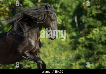 Tête de cheval frison mare en marche Banque D'Images