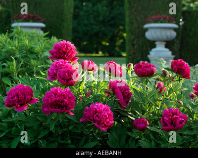 Canada Ontario Niagara Falls School of Horticulture plantes jardin pivoine en genre Paeonia famille vivaces Banque D'Images