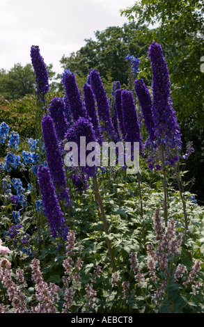 Delphiniums photographié dans les jardins de l'abbaye de Mottisfont Hampshire, Angleterre Banque D'Images