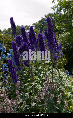 Delphiniums photographié dans les jardins de l'abbaye de Mottisfont Hampshire Banque D'Images