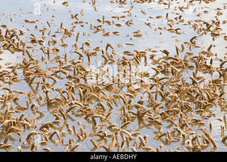 Les agriculteurs dans les champs inondés kempsey près de Worcester Banque D'Images