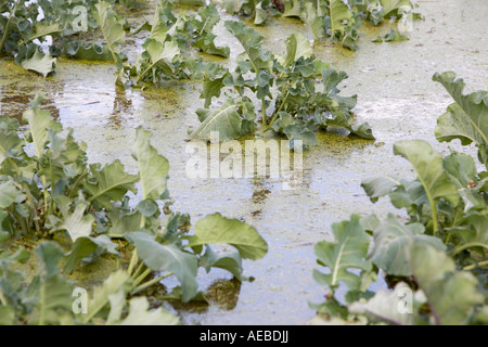 Les agriculteurs dans les cultures inondées Kempsey, près de Worcester, Royaume-Uni Banque D'Images