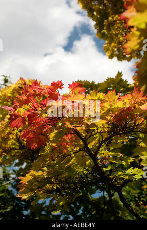 Acer Shirasawanum 'Aurum' en fin d'été Banque D'Images