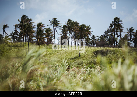 Champ de canne à sucre avec des palmiers à distance St Kitts et Nevis Îles Caraïbes Antilles Banque D'Images