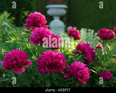 Canada Ontario Niagara Falls School of Horticulture plantes jardin pivoine en genre Paeonia famille vivaces Banque D'Images