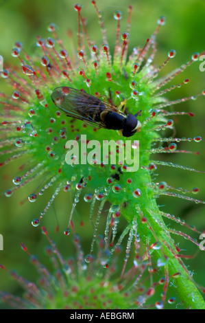 Round-leaved sundew Drosera rotundifolia feuilles avec insectes piégés Amérique du Nord Banque D'Images