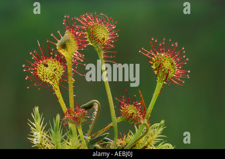 Le rossolis à feuilles rondes Drosera rotundifolia avec insectes piégés Amérique du Nord Banque D'Images