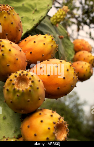 Fruit de cactus de poire de Barbarie non récolté à Foggia Puglia, Italie Banque D'Images