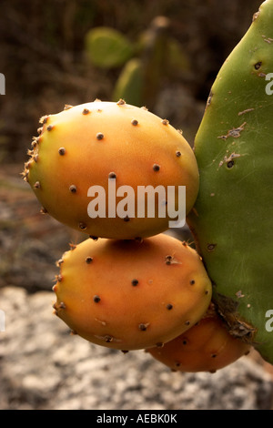 Fruit de cactus de poire de Barbarie non récolté à Foggia Puglia, Italie Banque D'Images