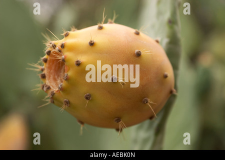 Fruit de cactus de poire de Barbarie non récolté à Foggia Puglia, Italie Banque D'Images