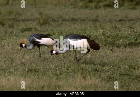 African Gray grues couronnées se nourrissant de savannah Banque D'Images