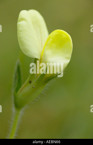 Dents de dragon wildflower en fleurs à Noar Hill Nature Reserve, Hampshire, Angleterre Banque D'Images