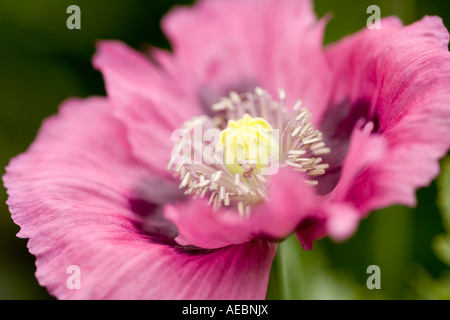 Close up photographie de Papaver somniferum Papaveraceae Pavot summer Ecosse UK Banque D'Images