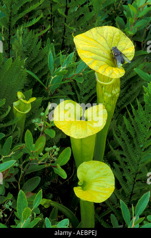 Plante carnivore ou trompette jaune de la sarracénie Sarracenia flava SE USA USA Banque D'Images