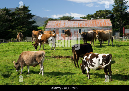 Vaches et près de Hangar agricole Mt Egmont Taranaki Taranaki Île du Nord Nouvelle-zélande Banque D'Images