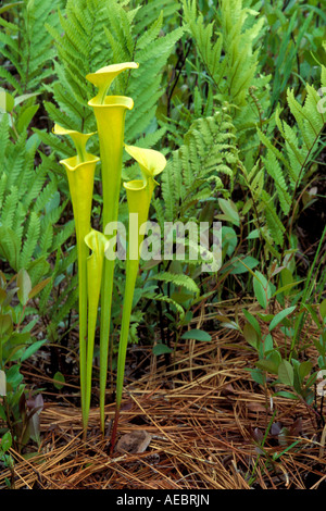 Plante carnivore ou trompette jaune de la sarracénie Sarracenia flava SE USA Banque D'Images