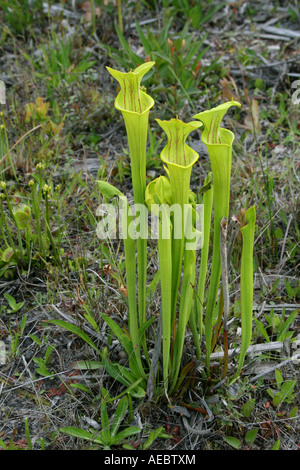 Plante carnivore ou trompette jaune de la sarracénie Sarracenia flava SE USA Banque D'Images