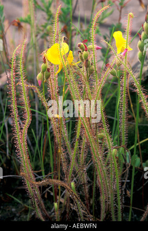 Thread leaved sundew Drosera filiformis var tracyi utriculaire Utricularia cornuta et Pine Barrens New Jersey USA Banque D'Images