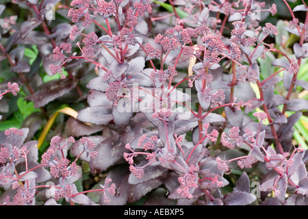 Sedum 'Purple Emperor' à RHS Garden Hyde Hall UK Essex Banque D'Images