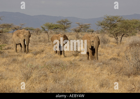 Groupe d'éléphants africains Banque D'Images