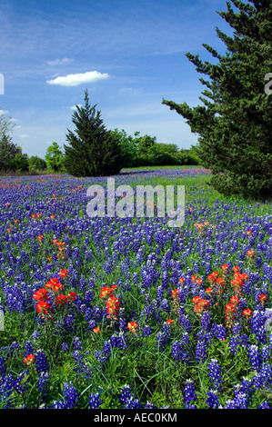 Fleurs sauvages du Texas bluebonnets et indian paintbrush près de Brenham, Texas USA Banque D'Images