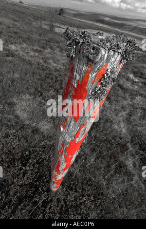 Le lichen d'islande (Cetraria islandica) croissant sur un post (Puy de Dôme - France). Le lichen poussant sur un poteau (Puy de Dôme - France). Banque D'Images