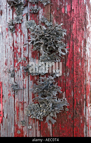 Le lichen d'Islande poussant sur un poste en bois peint rouge (France). Le lichen poussant sur un poteau peint en rouge (France). Banque D'Images