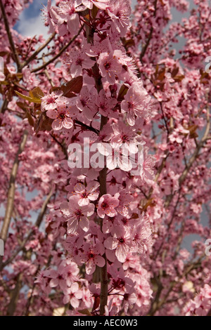 Une branche en fleurs d'un cerisier prunier (Prunus cerasifera Pissardii). Branche fleurie de prunier d'ornement. Banque D'Images