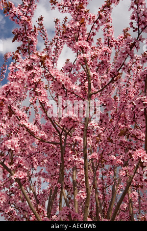 Une branche en fleurs d'un cerisier prunier (Prunus cerasifera Pissardii). Branche fleurie de prunier d'ornement. Banque D'Images