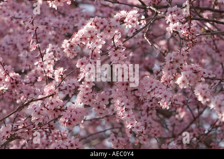 Une branche en fleurs d'un cerisier prunier (Prunus cerasifera Pissardii). Branche fleurie de prunier d'ornement. Banque D'Images