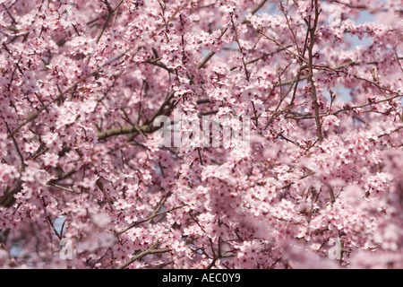 Une branche en fleurs d'un cerisier prunier (Prunus cerasifera Pissardii). Branche fleurie de prunier d'ornement. Banque D'Images