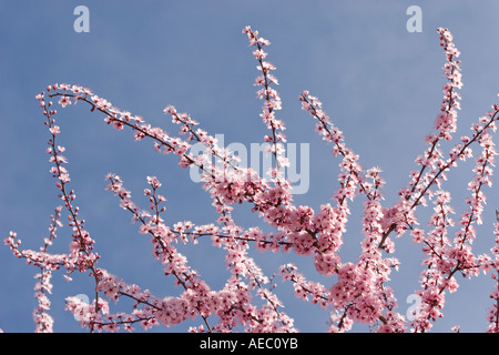 Une branche en fleurs d'un cerisier prunier (Prunus cerasifera Pissardii). Branche fleurie de prunier d'ornement. Banque D'Images