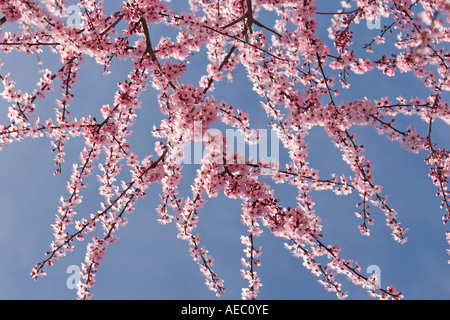 Une branche en fleurs d'un cerisier prunier (Prunus cerasifera Pissardii). Branche fleurie de prunier d'ornement. Banque D'Images