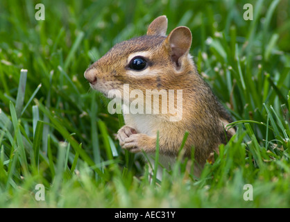 Estrie Chipmunk Tamias striatus est de l'Amérique du Nord, par Skip Moody/Dembinsky photo Assoc Banque D'Images