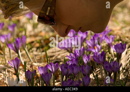 Les Crocus Crocus sauvages (sp) dans la réserve naturelle de la Vallée de Chaudefour (France). Crocus sauvages dans la réserve de Chaudefour. Banque D'Images