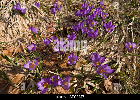 Les Crocus Crocus sauvages (sp) dans la réserve naturelle de la Vallée de Chaudefour (France). Crocus sauvages dans la réserve de Chaudefour. Banque D'Images