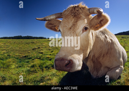 Une vache Charolaise (Bos taurus domesticus) en Auvergne (France). Vache (Bos taurus domesticus) de race Charolaise en Auvergne. Banque D'Images