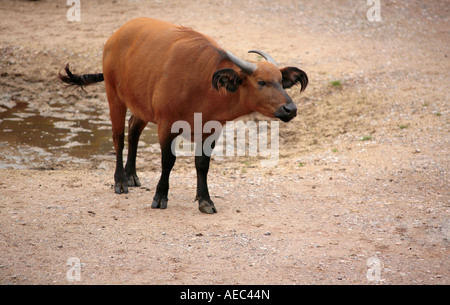 Congo Buffalo (Syncerus caffer nanus) Comité permanent Banque D'Images