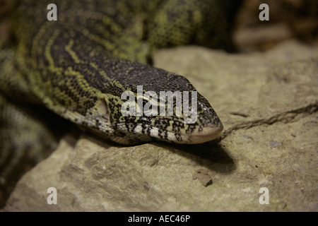 Près de la tête d'un beau Nile Monitor Lizard (Varanus niloticus) se déplaçant sur une grande pierre Banque D'Images