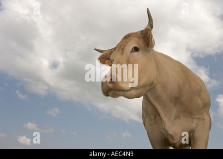 Tourné à angle faible d'une vache Charolaise en Auvergne (France). Portrait en contre plongée d'une vache de race Charolaise en Auvergne Banque D'Images