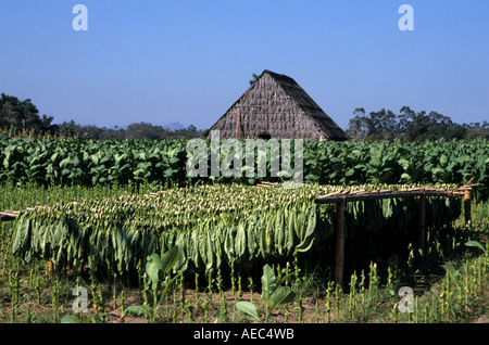 Pinar de Rio Cuba Cuban culture du tabac cigares cigares feuille plantation agricole leafs fabrication usine usine femme homme Banque D'Images