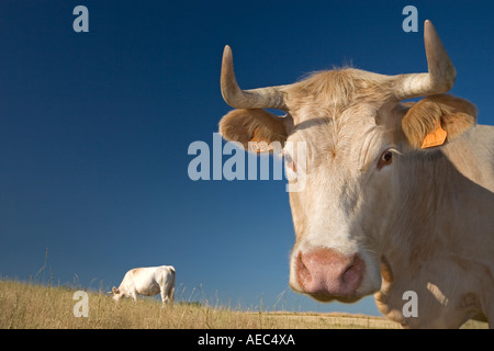 Tourné à angle faible d'une vache Charolaise en Auvergne (France). Portrait en contre-plongée d'une vache Charolaise en Auvergne (France) Banque D'Images